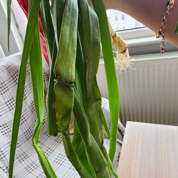 Migros Sanal Market'te Sürekli Bozuk Sebze Sorunu