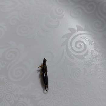 Satın Alınan Çocuk Sütünde Böcek Çıkması Ve Yetersiz Müşteri Hizmeti