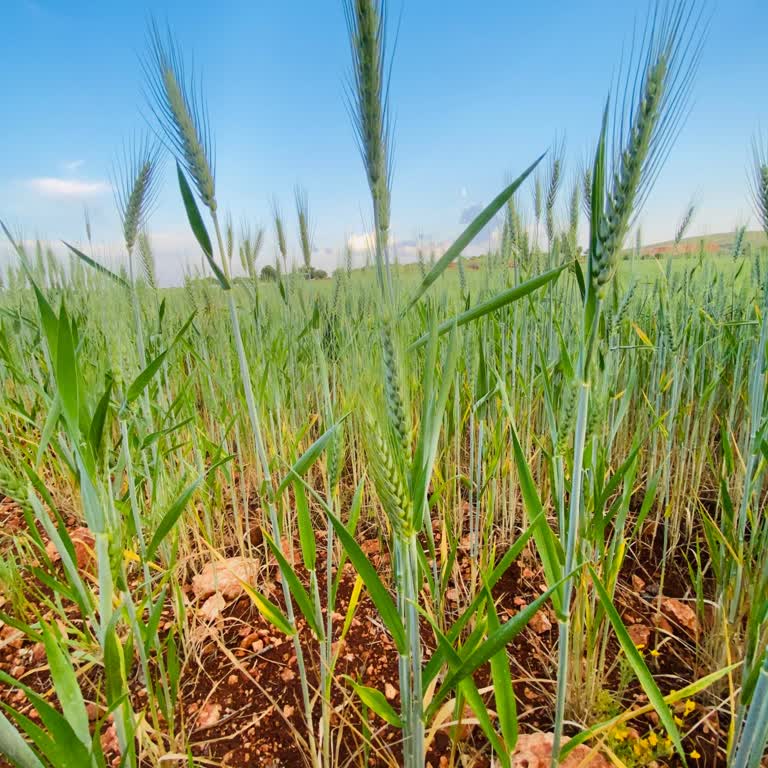 Birevimde İletişimsizlik Ve Çözülmeyen Hizmet Sorunları Yaşadım