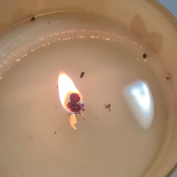 Aldığım Mumun İçinden İkinci Kez Böcek Çıkması Hijyen Endişesi Yarattı