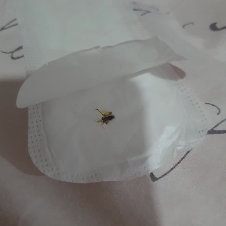 Molped Günlük Ped İçerisinde Böcek Çıkması Ve Hijyen Endişesi