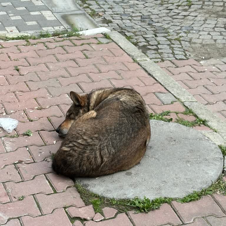 Başıboş Köpek Saldırısı Sonrası Yetersiz Belediye Müdahalesi Ve Güvenlik Endişesi