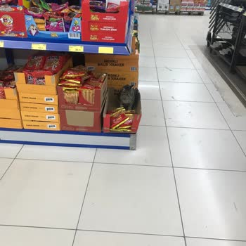 BİM Şubesinde Gıda Kolilerinde Kedi Ve Çalışan İlgisizliğiyle Karşılaştım