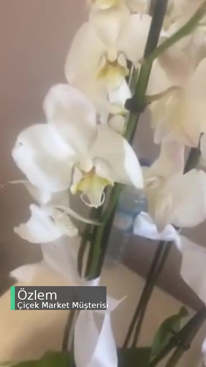 Çiçek Market Çiçek Ölmüş Ve Cansız! videonun kapak resmi