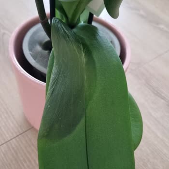 Çürümüş Orkide Teslimatı Ve Mağduriyet