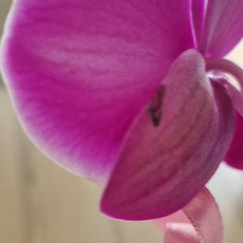 Çürümüş Orkide Teslimatı Ve Mağduriyet