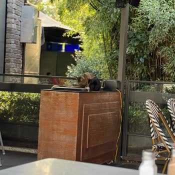 BigChefs Anadolu Hisarı'nda Hijyen Sorunu: Kediler Masalarda Ve Kaplarda