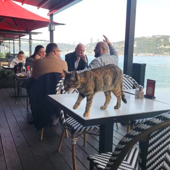 BigChefs Anadolu Hisarı'nda Hijyen Sorunu: Kediler Masalarda Ve Kaplarda