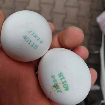 Şok Marketten Aldığım Bozuk Yumurtalar Sağlığımızı Tehlikeye Attı