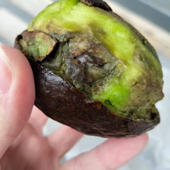 Küflü Avokado Ve Olumsuz Mağaza Çalışanı Davranışı