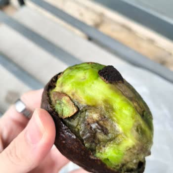 Küflü Avokado Ve Olumsuz Mağaza Çalışanı Davranışı