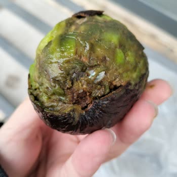 Küflü Avokado Ve Olumsuz Mağaza Çalışanı Davranışı