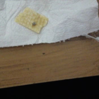 Aykent Gofret İçinden Böcek Çıktı