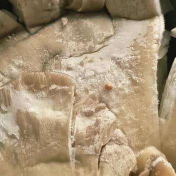 Bozuk Mantar Satışı Ve İade Sürecinde Yaşanan Mağduriyet