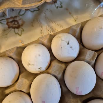 Aldığım Yumurtalar Çatlak Ve Küflü Çıktı, Mağduriyetim Giderilmedi