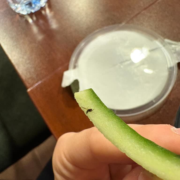 Ara Öğün Paketinde Ölü Sinek Hijyen Skandalı Ve İade Talebi