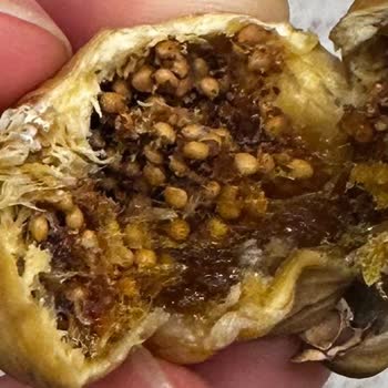 Aldığım İncirlerin Neredeyse Tamamı Kurtlu Çıktı, Mağdur Edildim