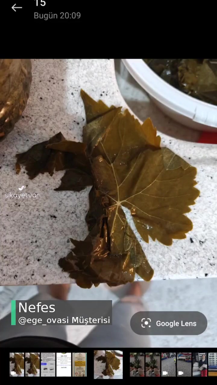 @ege _ovasi Çürümüş Yaprak videonun kapak resmi