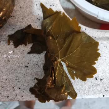 @ege _ovasi Çürümüş  Yaprak