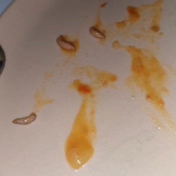 Barbunya Konservesinden Kurt Çıktı, Sağlığımız Riske Girdi Ve Yemeğimiz Ziyan Oldu