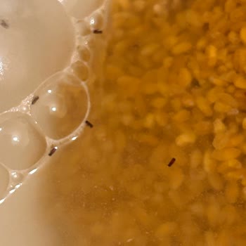 Son Kullanma Tarihi Geçmemiş Bulgurda Böcek Çıkması Mağduriyet Yarattı