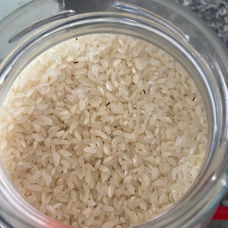 Yeni Alınan Pirinçte Böcek Ve Tarih Eksikliği Şoku