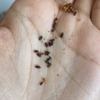 A101'den Aldığım Kuru İncirden Böcek Çıktı, Para İadesi Ve Açıklama Bekliyorum