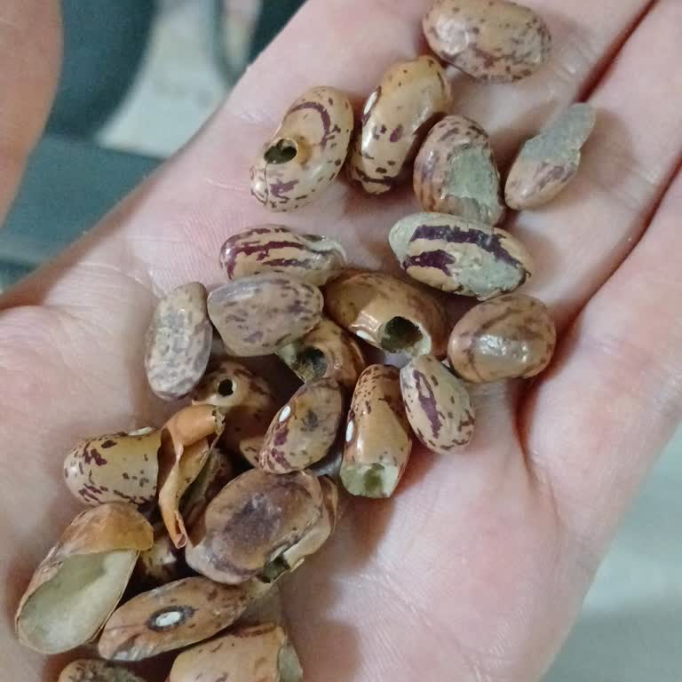 Bozuk Ve Pişmeyen Barbunya Nedeniyle Mağduriyet