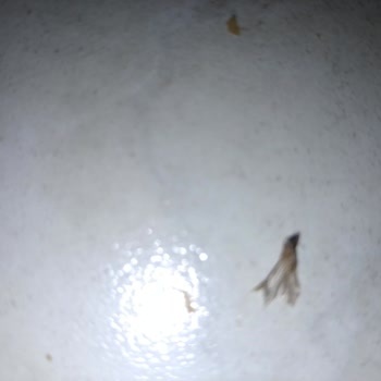 Aldığım Ekmekten Böcek Çıktı!