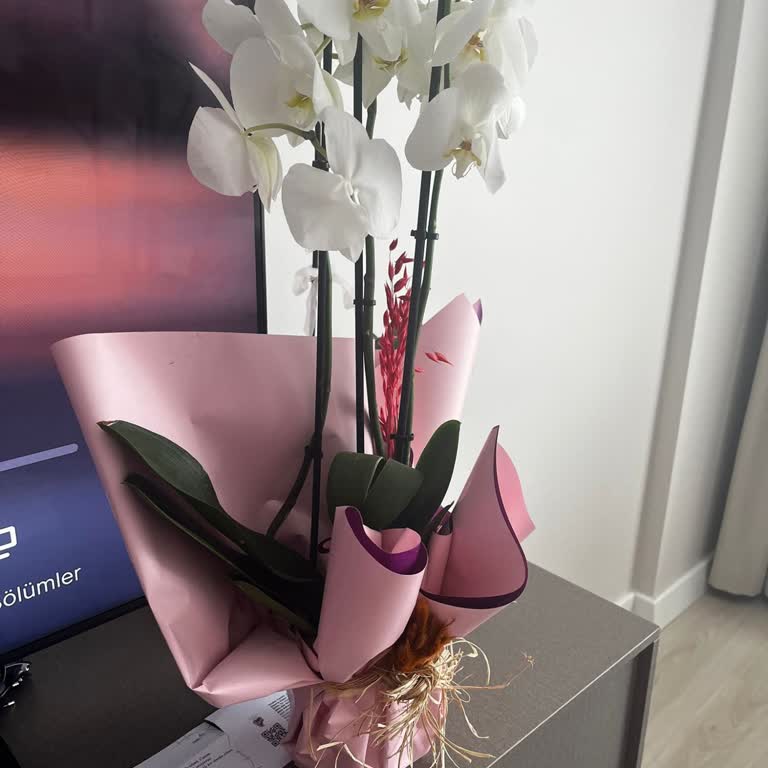 Solmuş Orkide Gönderildi, Müşteri Hizmetleri Çözüm Sunmadı