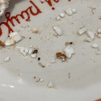 Tarım Kredi Kooperatif Market Mısır Patlağında Canlı Kurt Çıktı