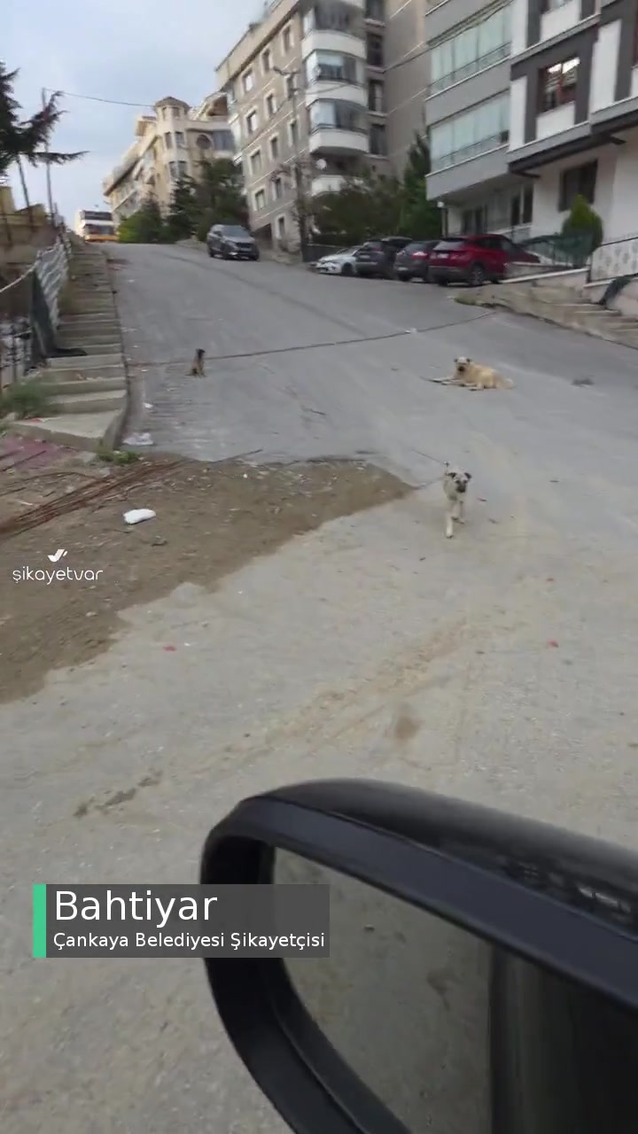 Çankaya Belediyesi Köpek Sorunu... videonun kapak resmi