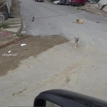 Çankaya Belediyesi Köpek Sorunu...