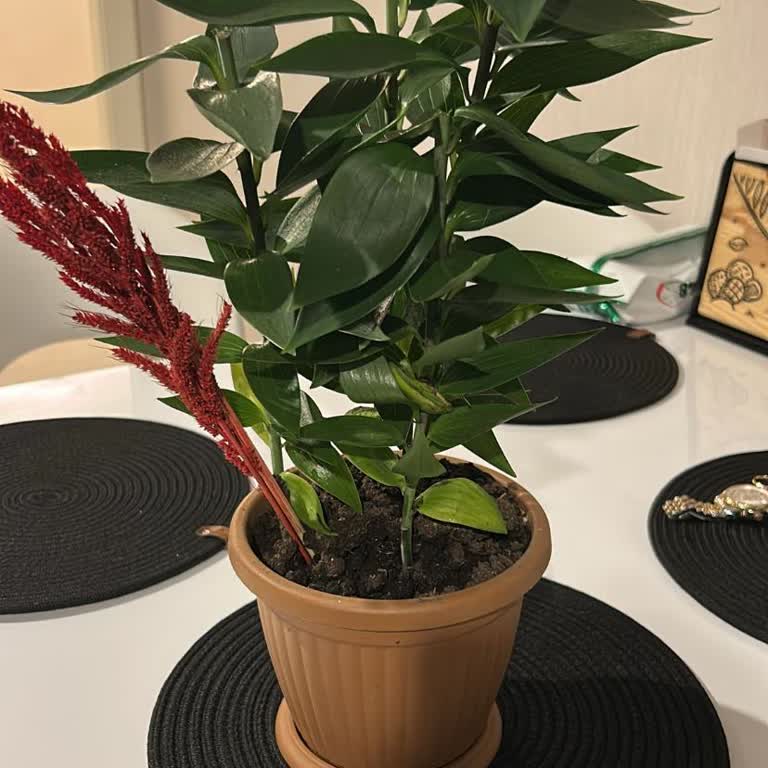 Teslim Edilen Çiçek Görselden Farklı Ve Kötü Durumdaydı, Memnuniyet Garantisi Sağlanmadı