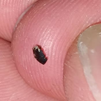 Yulaf Ezmesinde Siyah Tanecikler Çıktı, Endişeliyim Ve Açıklama Bekliyorum