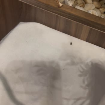 Restoranda Hijyen ve Hizmet Şikayeti ile Fiyatlandırma Sorunu