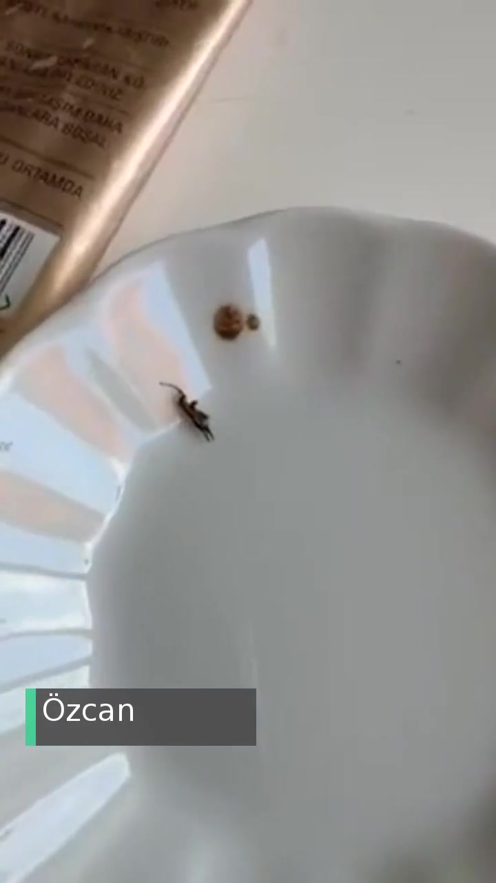 Kurukahveci Mehmet Efendi Kahvede Ölü Bir Böcek videonun kapak resmi