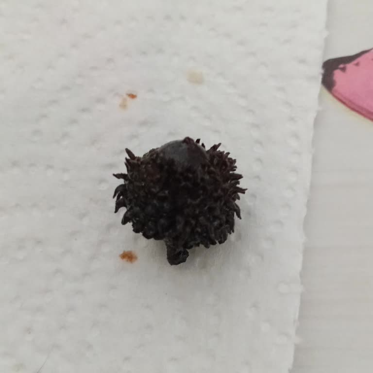 BİM İnci Zeytin Şikayeti