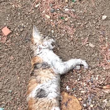 Beyoğlu Belediyesi Veteriner Hizmetlerinin Acil Müdahale Eksikliği Nedeniyle Sokak Kedilerinin Ölümü