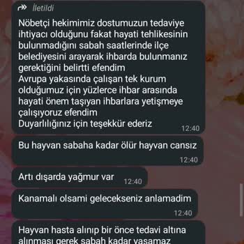 Beyoğlu Belediyesi Veteriner Hizmetlerinin Acil Müdahale Eksikliği Nedeniyle Sokak Kedilerinin Ölümü