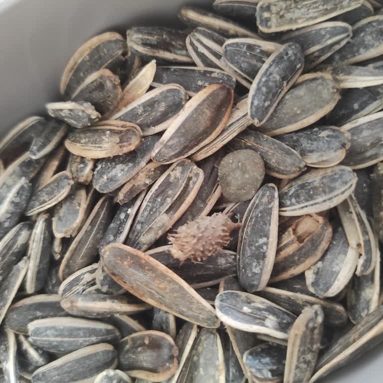 Amigo Ay Çekirdeğinde Yabancı Madde Şoku: Üretim Sürecinde Dikkatsizlik!