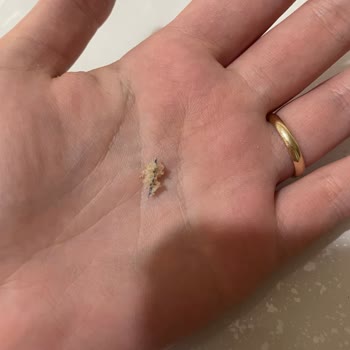 Aldığım Ekmeğin İçinden Mavi Kumaş Parçası Çıktı Hijyen Ve Sağlık Endişesi Yaşadım