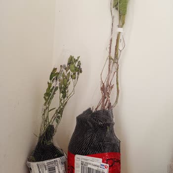 Sipariş Verdiğim Fidanlar Kuru Ve Küçük Geldi, Firma Dönüş Yapmıyor