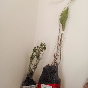 Sipariş Verdiğim Fidanlar Kuru Ve Küçük Geldi, Firma Dönüş Yapmıyor