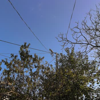 Kopan İnternet Kablosu Nedeniyle Haftalardır Hizmet Alamıyorum, Çözüm Bekliyorum