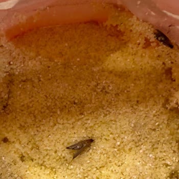 Satın Aldığım İrmiklerde Kurt Çıkması Ve Gıda Güvenliği Endişesi