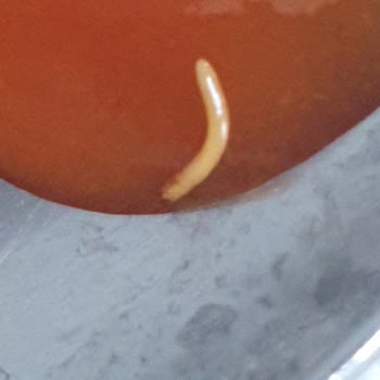 Aldığım Nacho Cipsin Salsa Sosunda Kurt Larvası Çıktı Hijyen Konusunda Endişeliyim