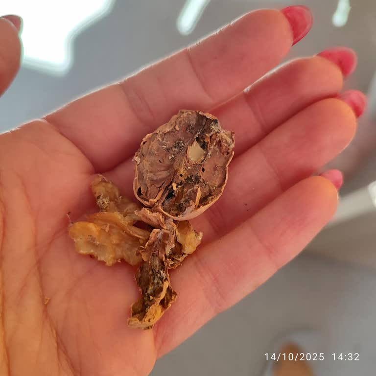 Çürük Ceviz Gönderildi, İade Sürecinde Mağdur Edildim