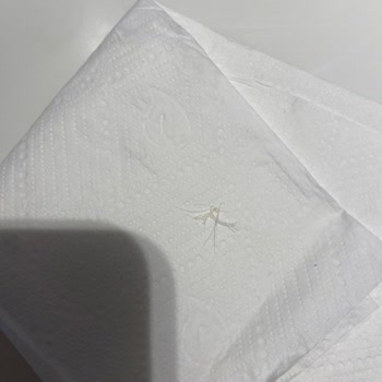 Çıtır Tavuk Burger'de Tavuk Tüyüyle Karşılaştım, Hijyen Konusunda Endişeliyim