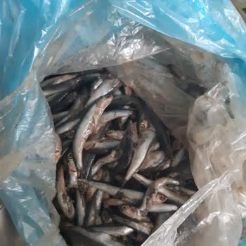 Nevgross Bayat Balık!